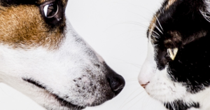 ACC&D 2018 Pet Population Control Conference