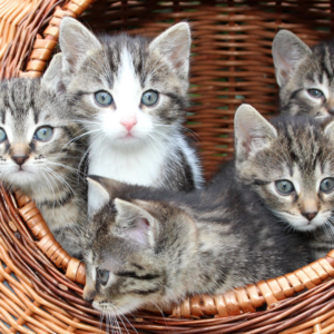 Botstiber Institute Contraception in Cats Webinar